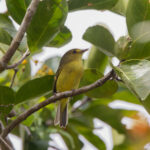 Mangrove Vireo (image by Leo Garrigues)