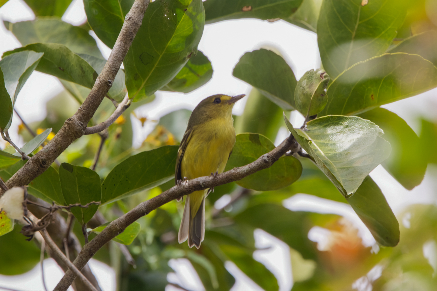 Mangrove Vireo (image by Leo Garrigues)