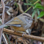 Manipur Fulvetta (image by Pete Morris)