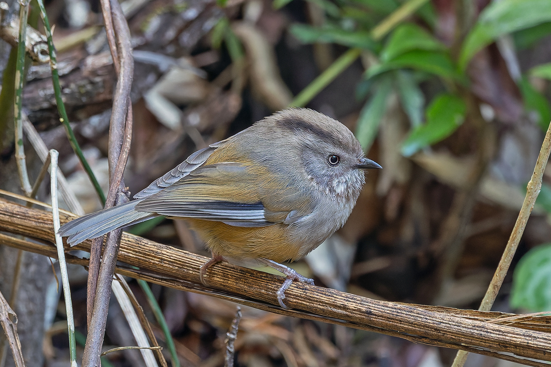 Manipur Fulvetta (image by Pete Morris)