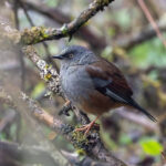 Maroon-backed Accentor (image by Pete Morris)