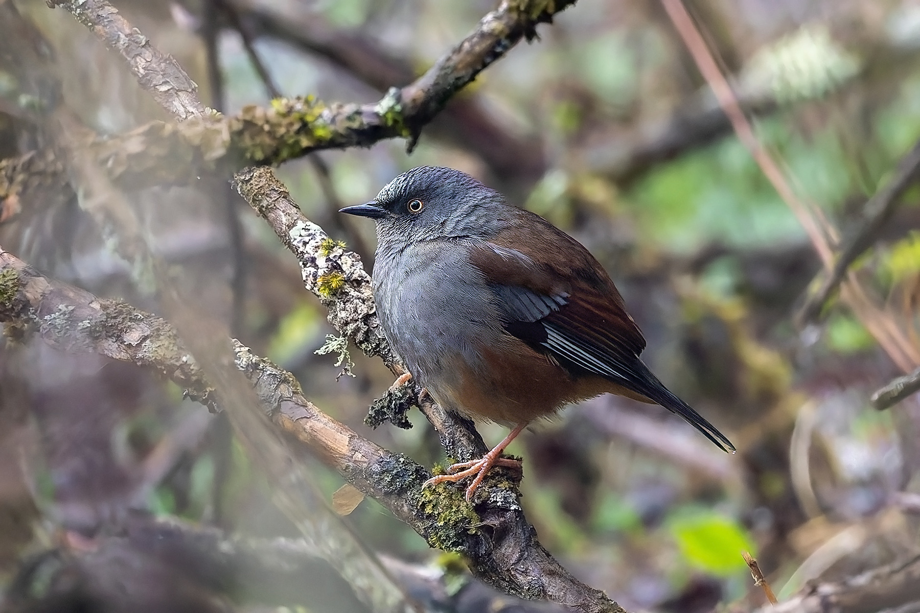 Maroon-backed Accentor (image by Pete Morris)