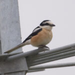 Masked Shrike (image by Martin Hale)