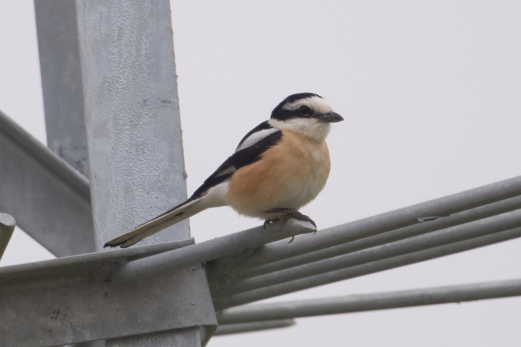 Masked Shrike (image by Martin Hale)