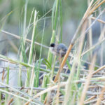 male Ménétries's Warbler (image by Diedert Koppenol)