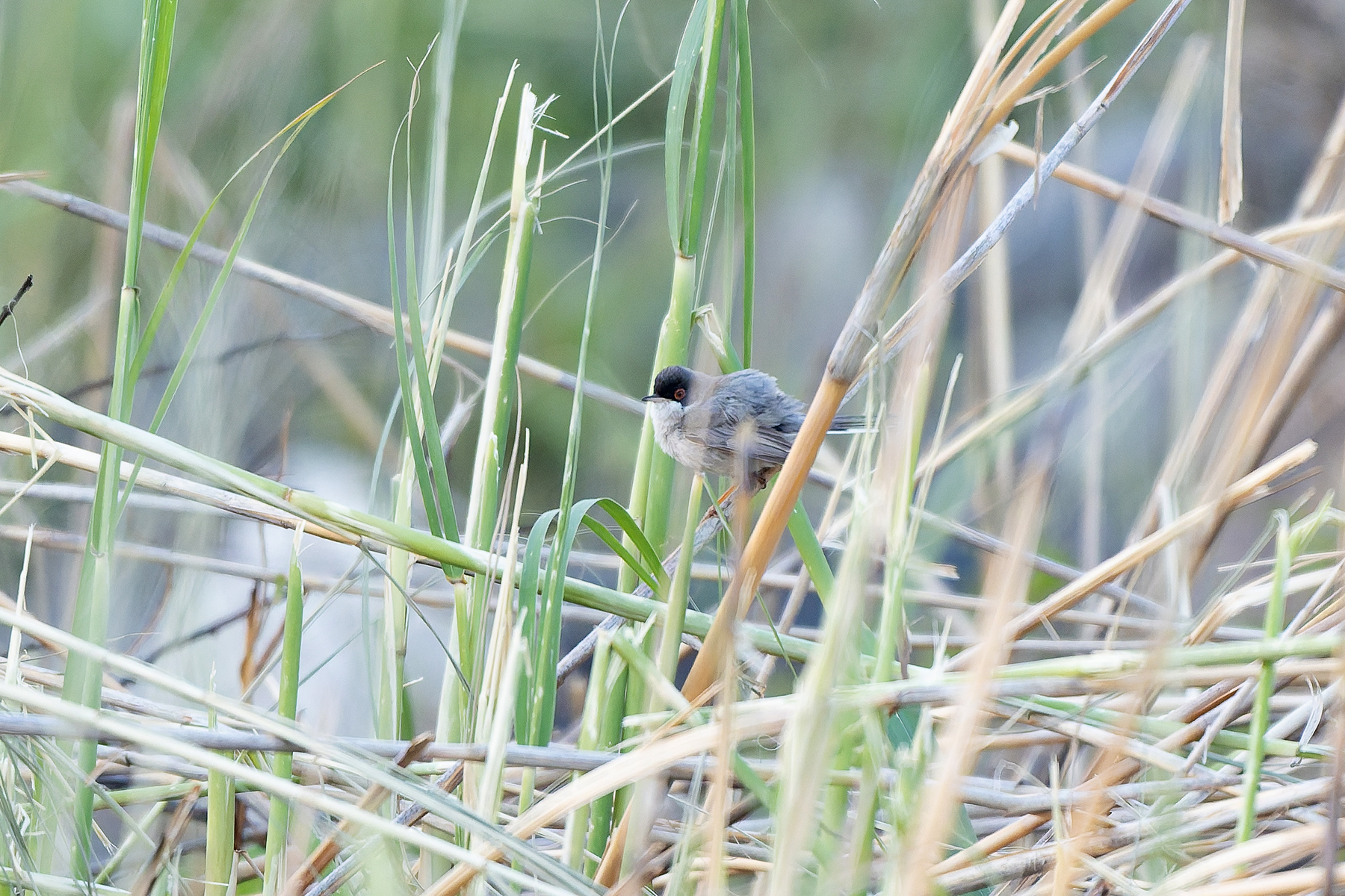 male Ménétries's Warbler (image by Diedert Koppenol)