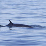 Minke Whale (image by Daniel Branch)