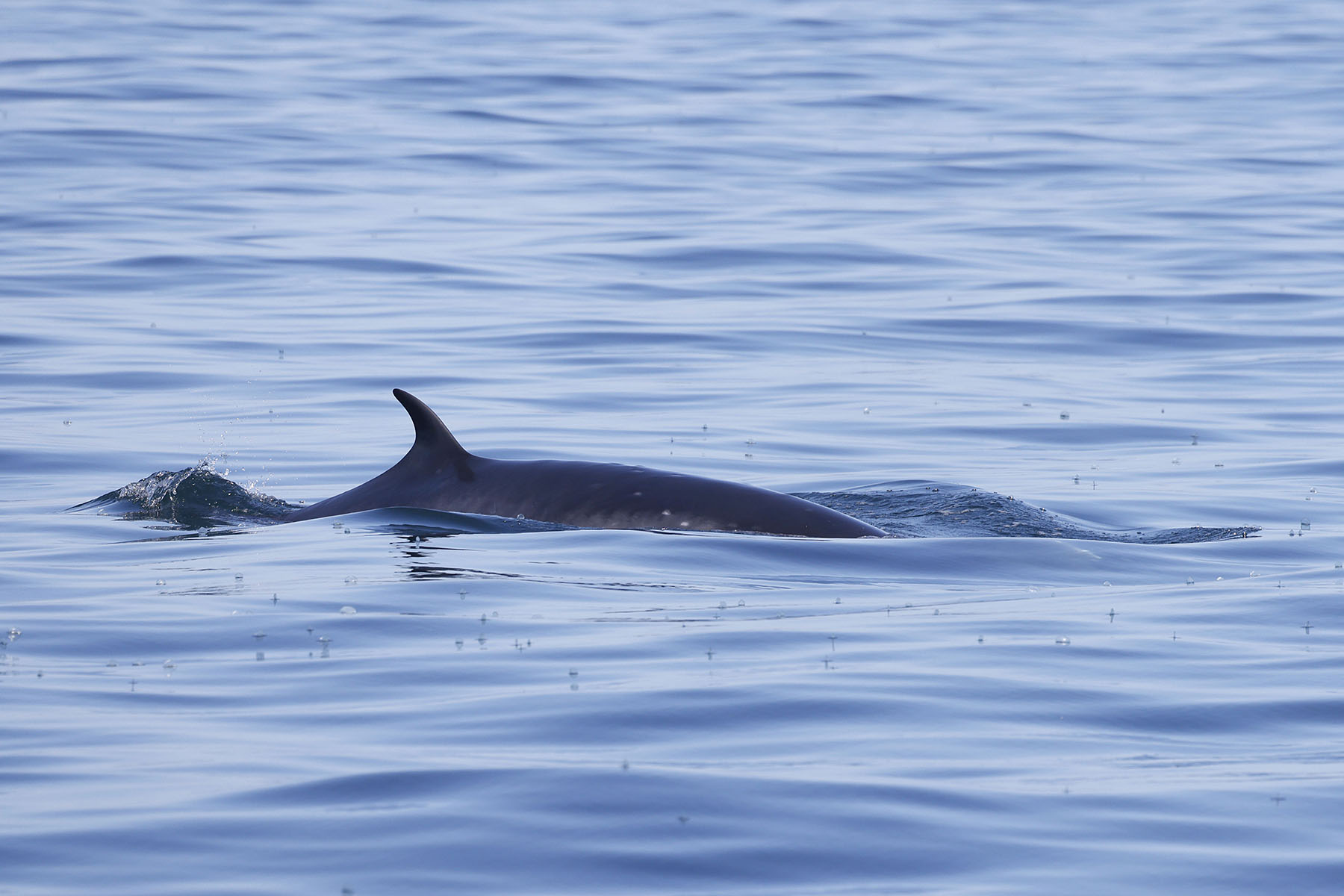 Minke Whale (image by Daniel Branch)