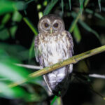 Mottled Owl (image by Leo Garrigues)