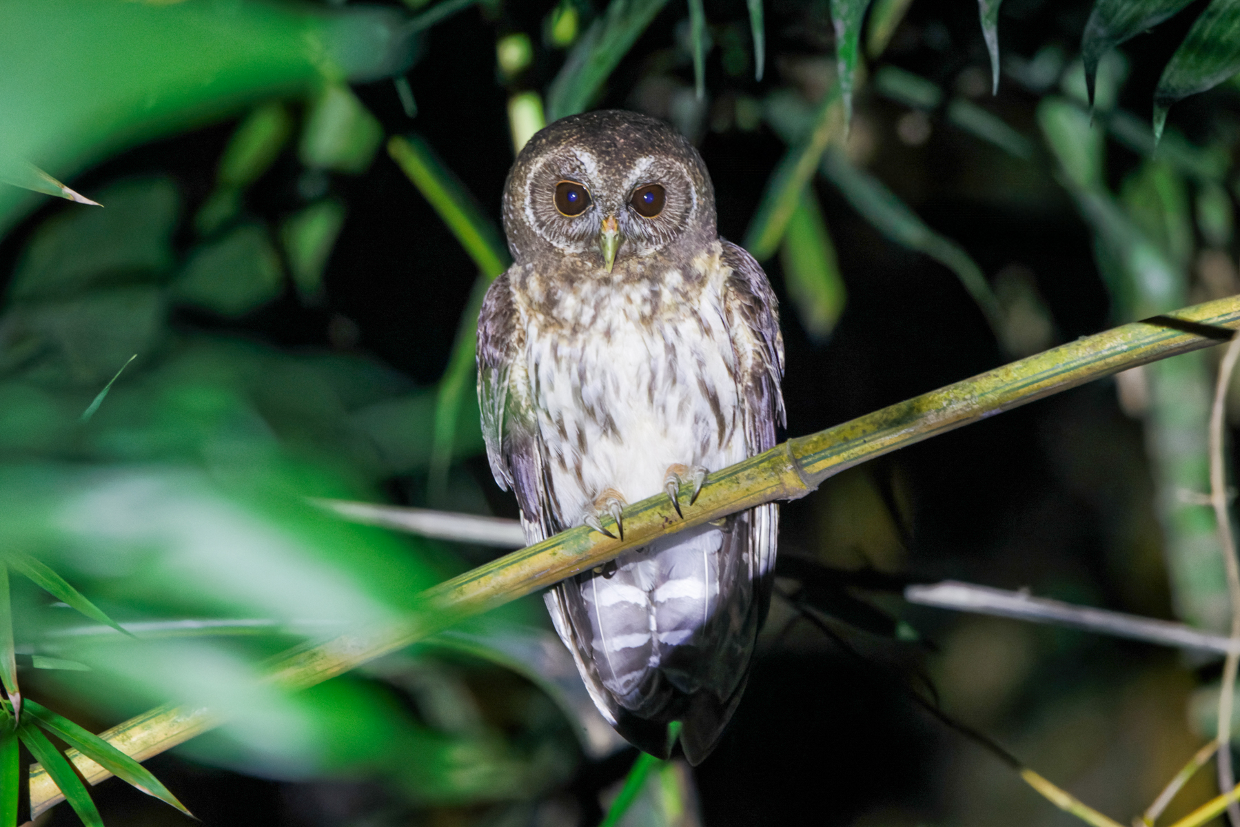 Mottled Owl (image by Leo Garrigues)