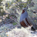 Mountain Quail (image by Mike Watson)