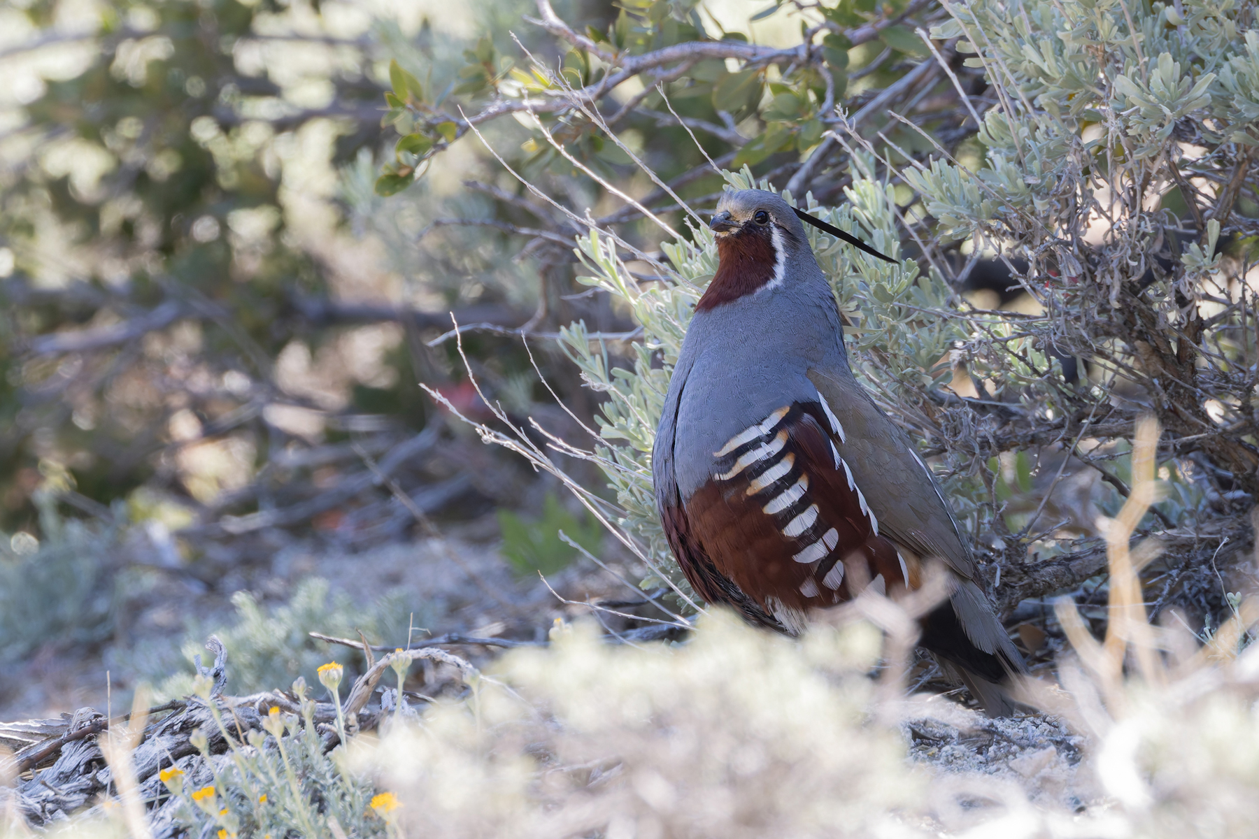 Mountain Quail (image by Mike Watson)