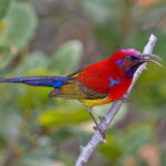 Mrs Gould's Sunbird (image by Pete Morris)