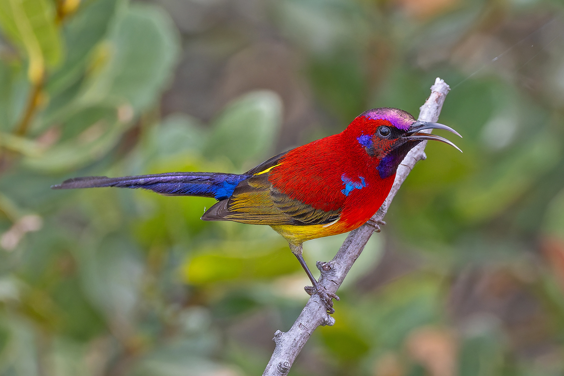 Mrs Gould's Sunbird (image by Pete Morris)