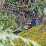 Mrs Hume's Pheasant (image by Pete Morris)