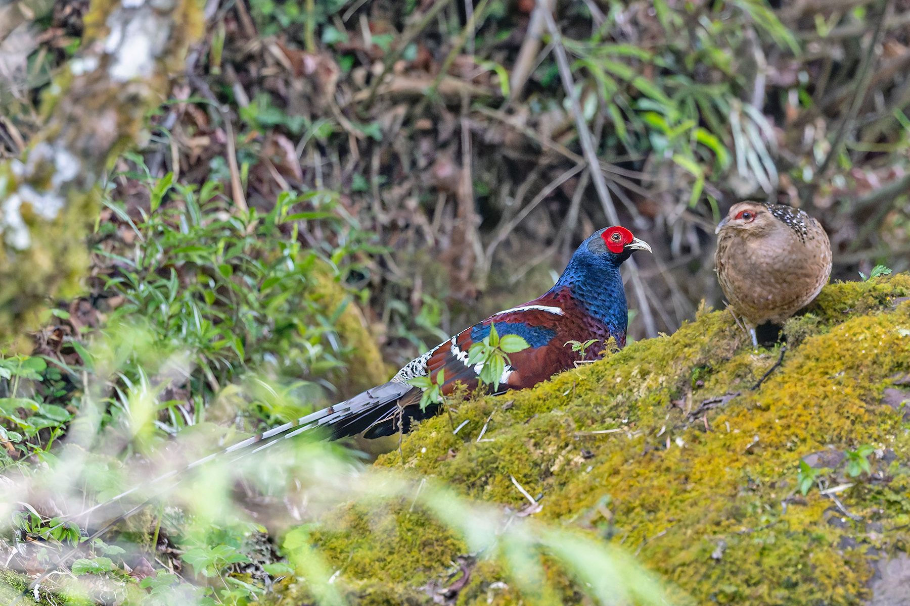 Mrs Hume's Pheasant (image by Pete Morris)