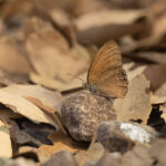 Nabokovs Satyr (image by Mike Watson)