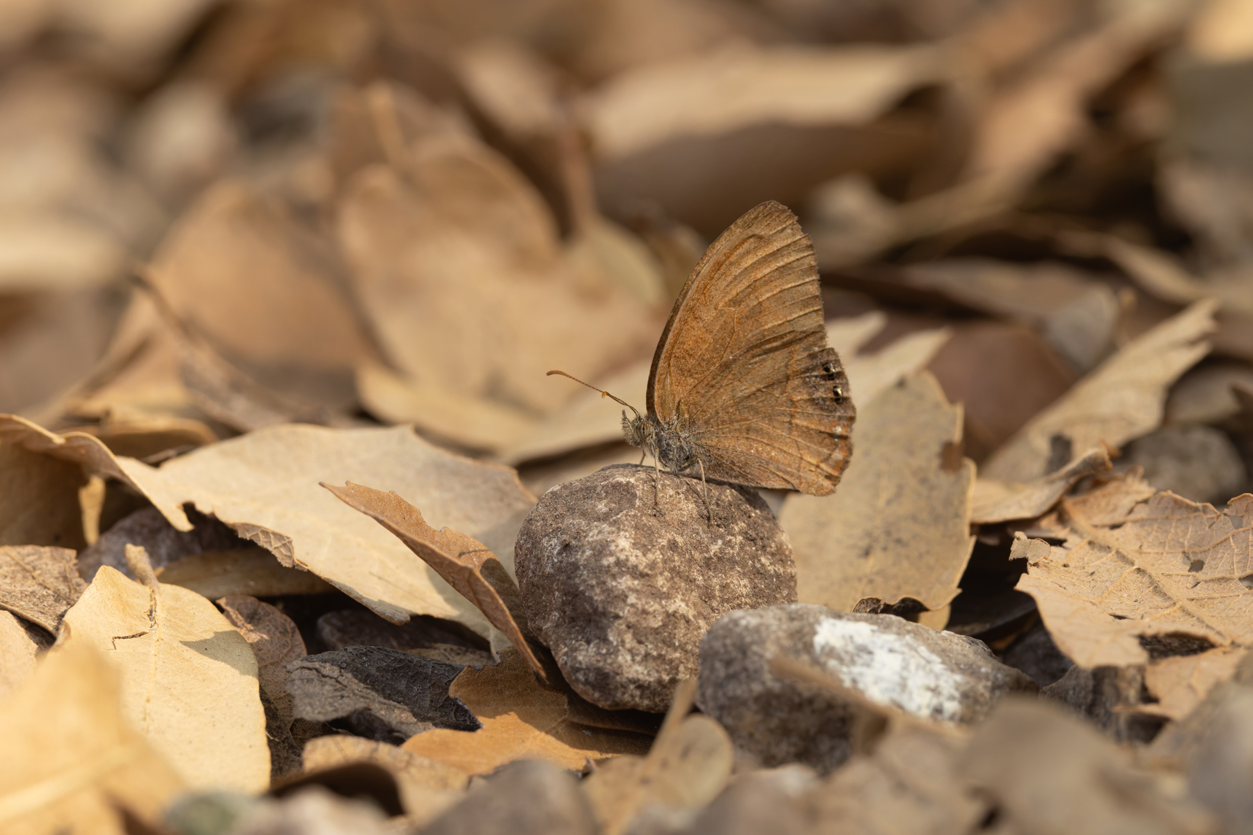 Nabokovs Satyr (image by Mike Watson)