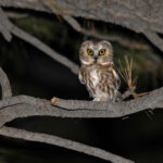 Northern Saw-whet Owl (image by Mike Watson)
