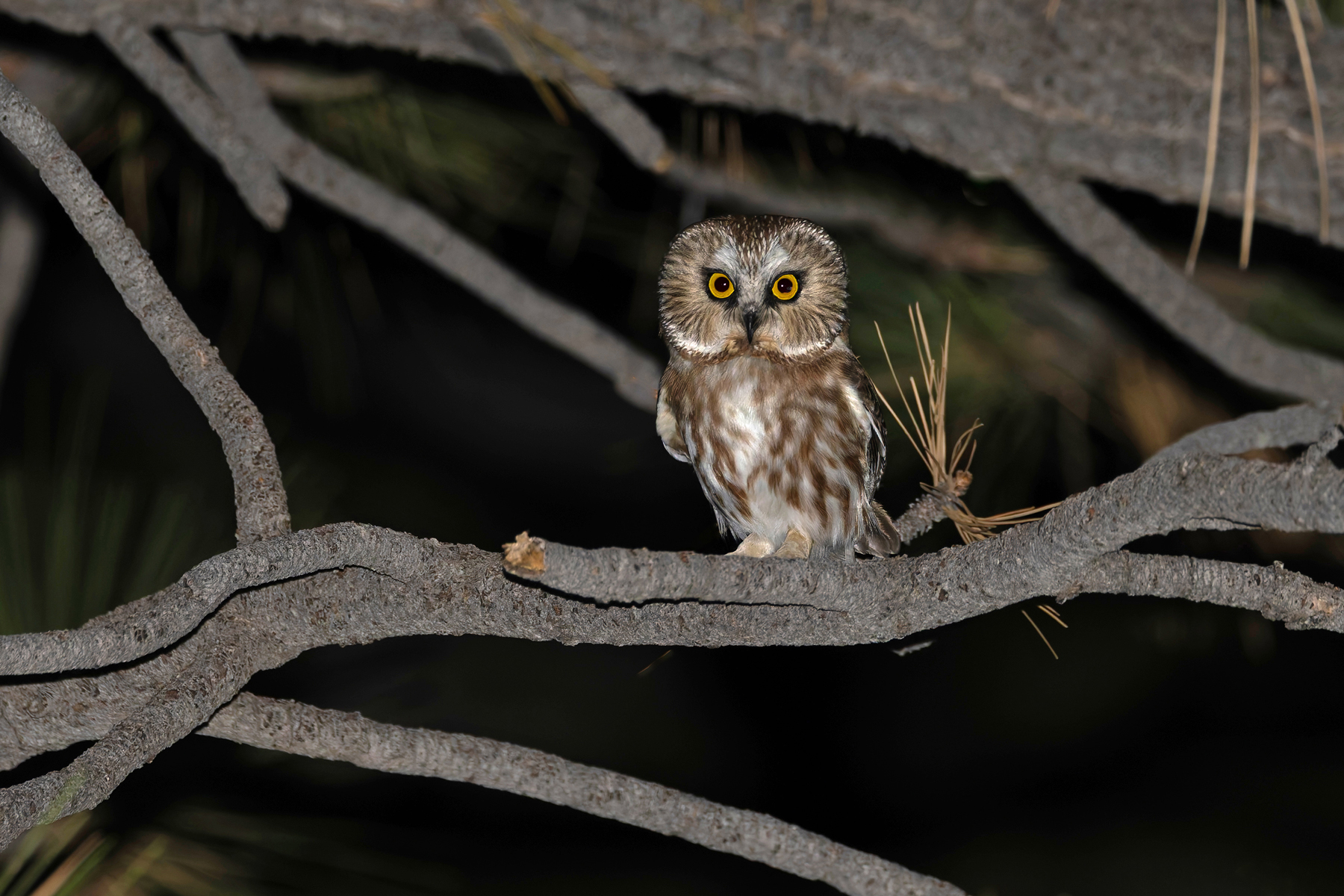 Northern Saw-whet Owl (image by Mike Watson)