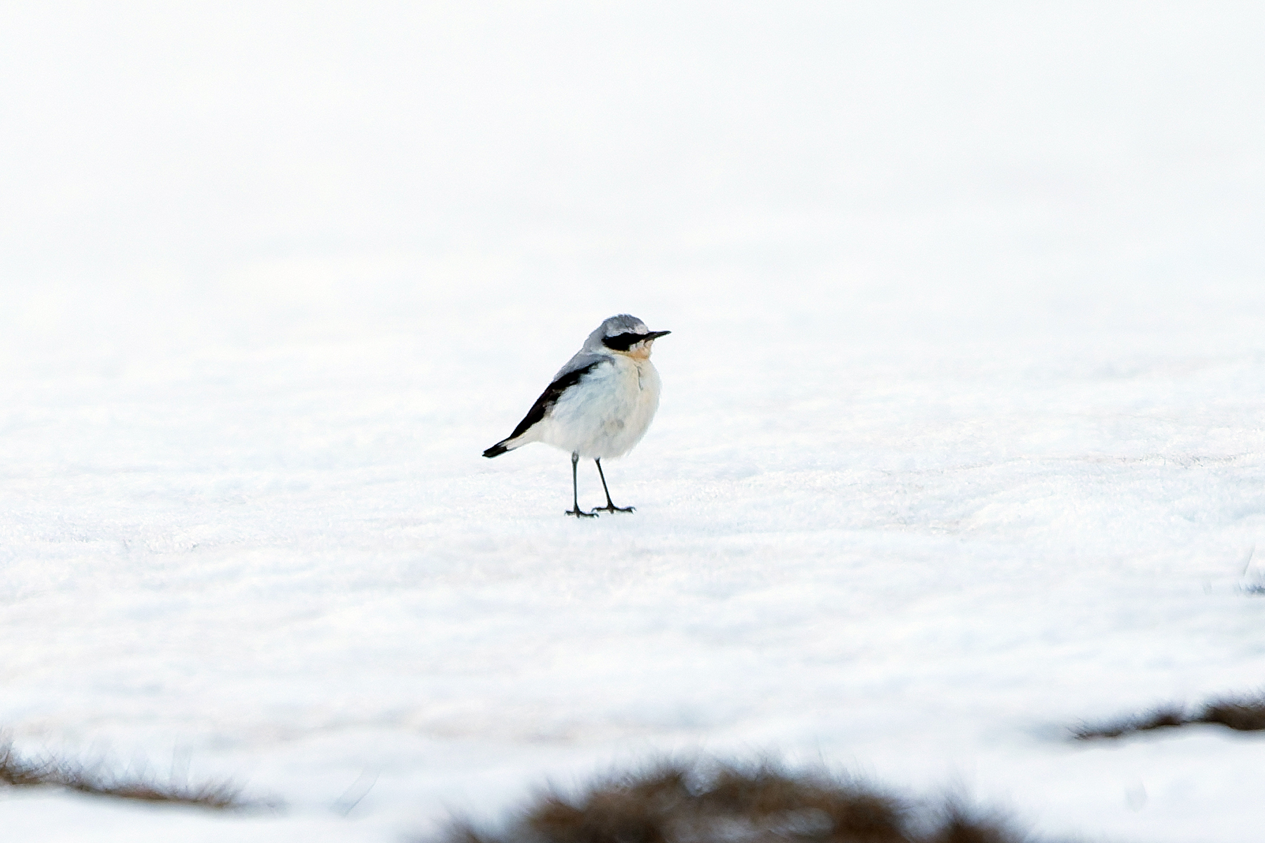 Northern Wheatear (image by Diedert Koppenol)