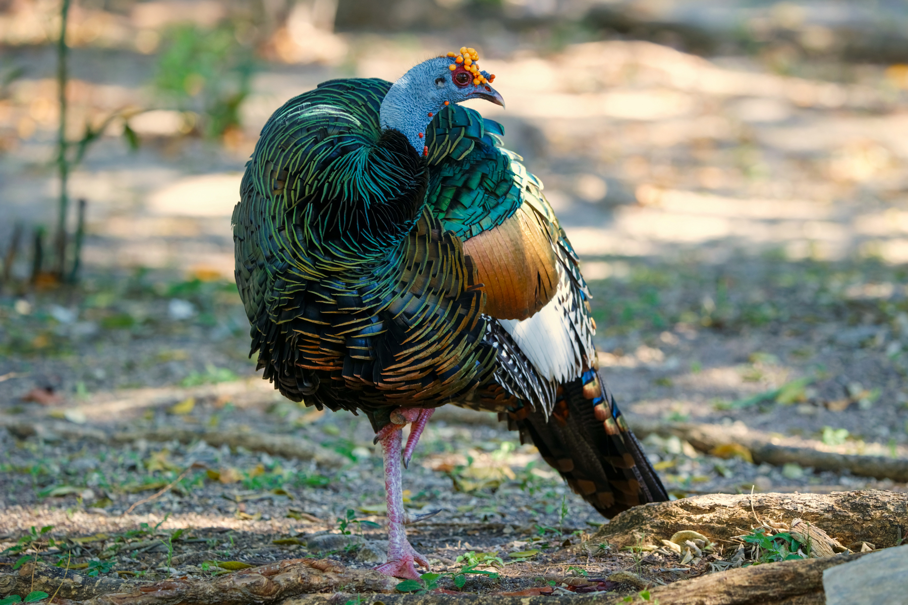Ocellated Turkey (image by Leo Garrigues)