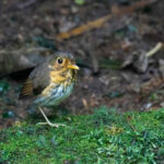 Ochre-breasted Antpitta (image by Antonio Cortizo)