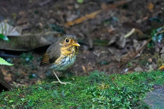 Ochre-breasted Antpitta (image by Antonio Cortizo)