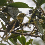 Olivaceous Piha (image by Antonio Cortizo)