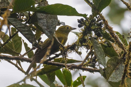 Olivaceous Piha (image by Antonio Cortizo)