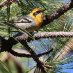 Olive Warbler (image by Sjoerd Radstaak)