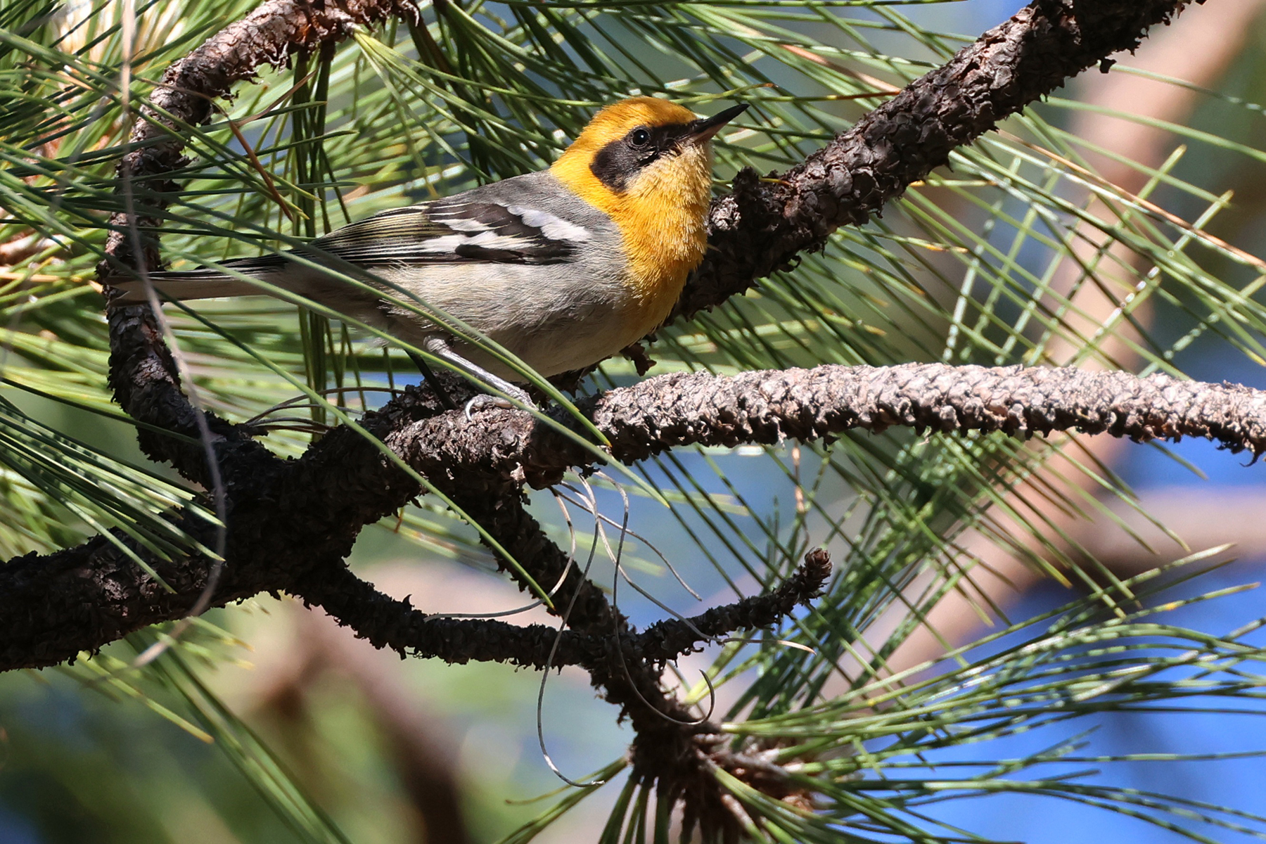 Olive Warbler (image by Sjoerd Radstaak)
