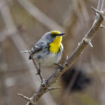 Olive-capped Warbler (image by Leo Garrigues)
