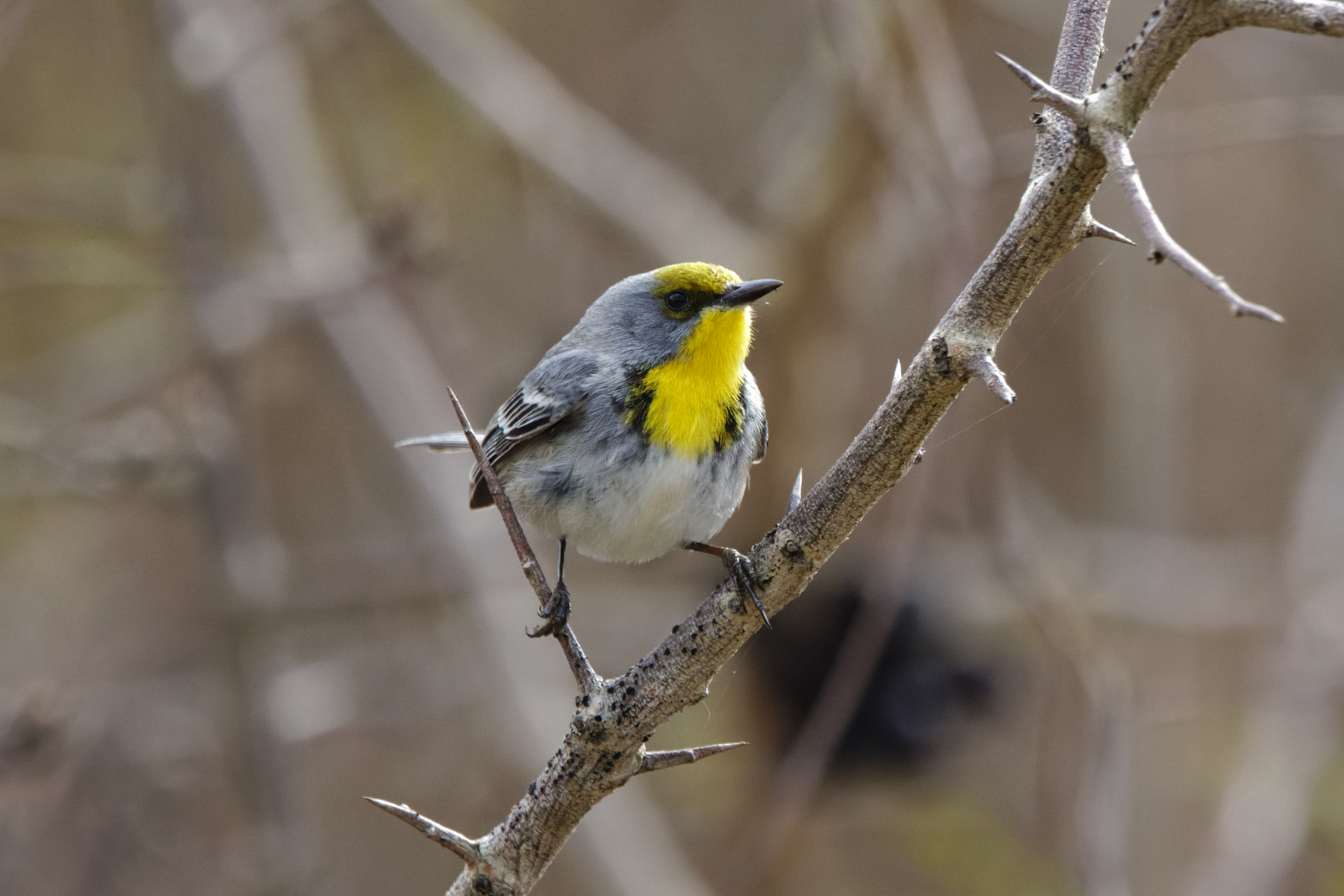 Olive-capped Warbler (image by Leo Garrigues)