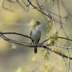 Olive-tree Warbler (image by Diedert Koppenol)