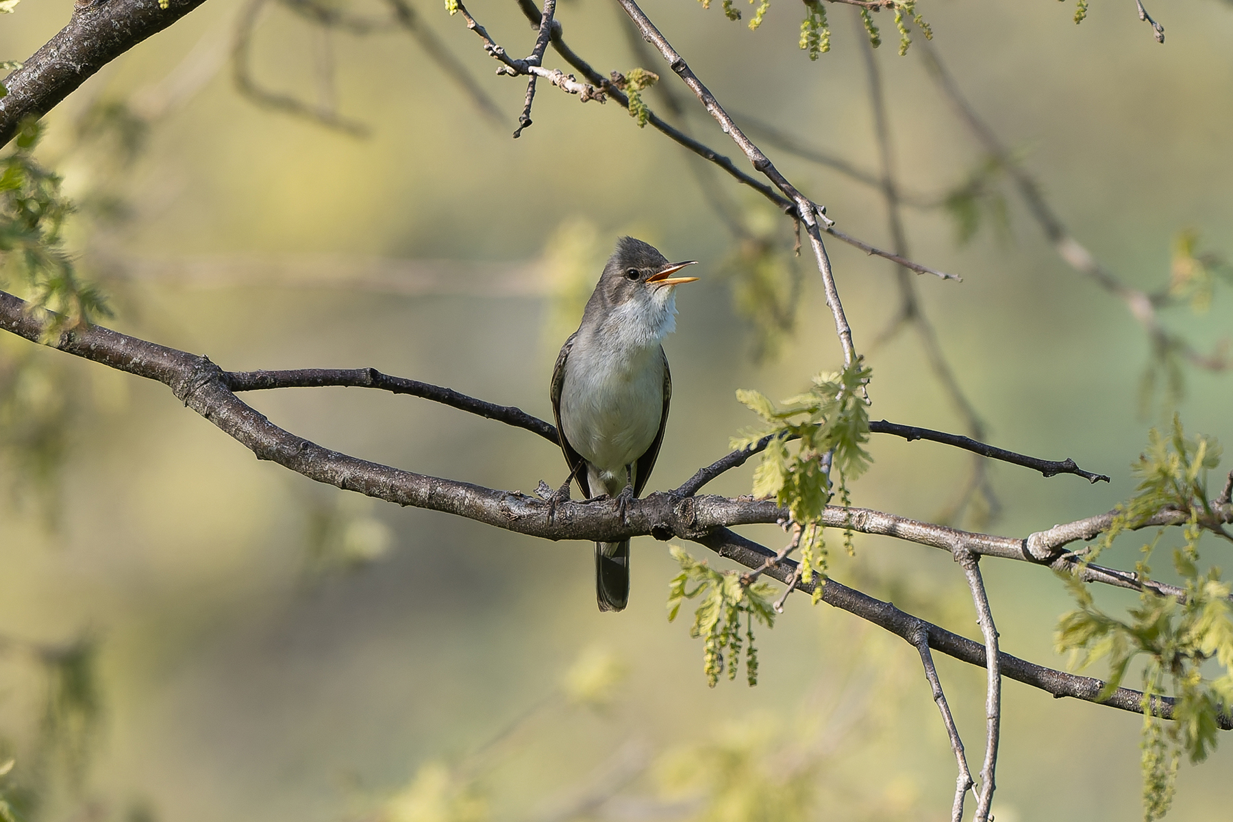 Olive-tree Warbler (image by Diedert Koppenol)
