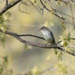 Olive-tree Warbler (image by Diedert Koppenol)