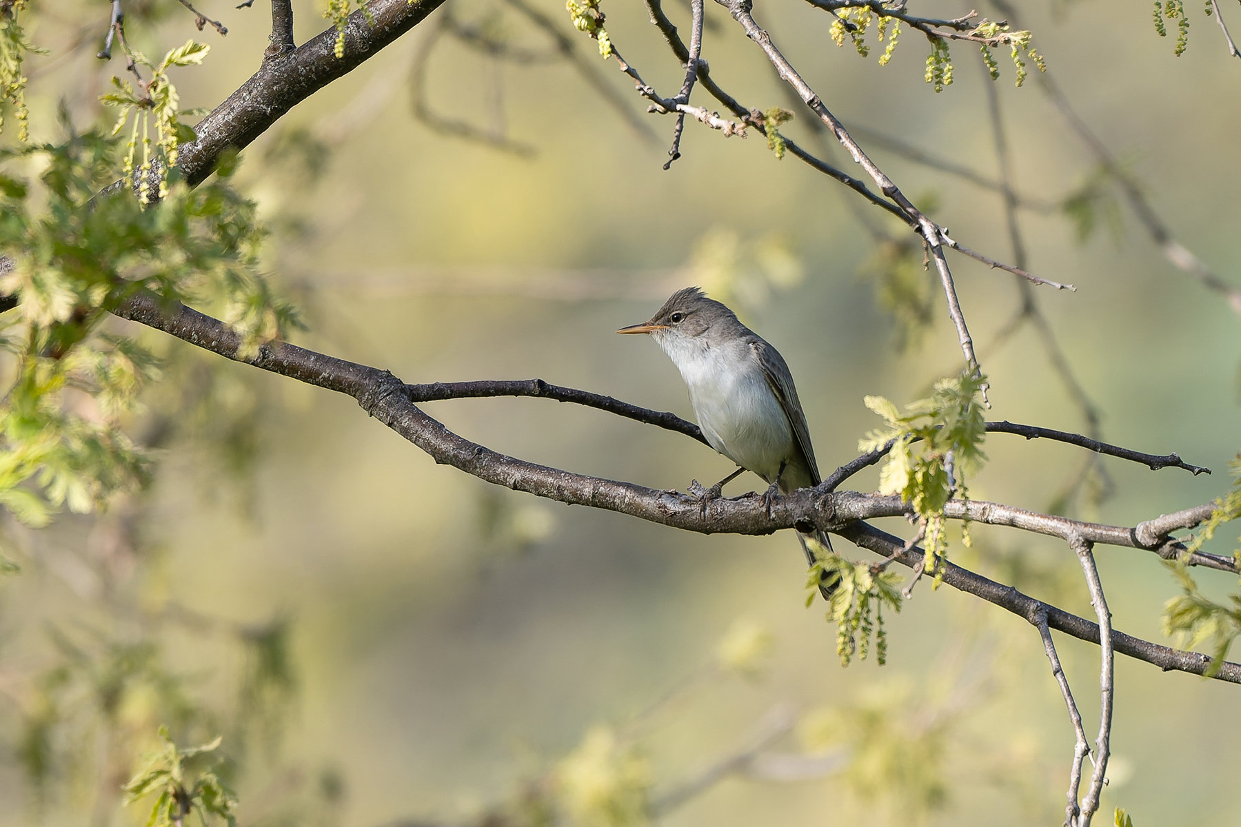 Olive-tree Warbler (image by Diedert Koppenol)