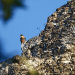 Orange-breasted Falcon (image by Leo Garrigues)