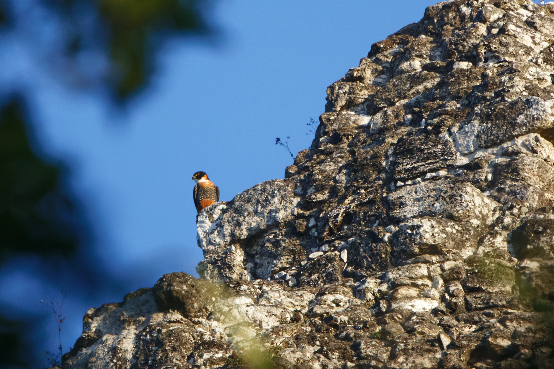 Orange-breasted Falcon (image by Leo Garrigues)