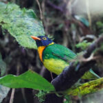 Orange-breasted Fruiteater (image by Antonio Cortizo)