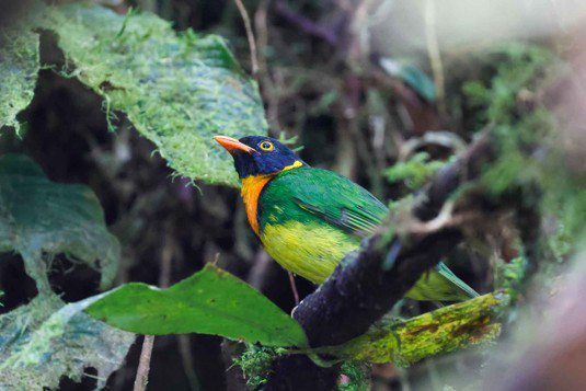 Orange-breasted Fruiteater (image by Antonio Cortizo)