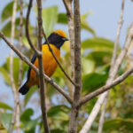 Orange-crowned Euphonia (image by Antonio Cortizo)