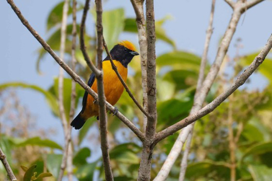 Orange-crowned Euphonia (image by Antonio Cortizo)