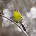 Oriente Warbler (image by Leo Garrigues)