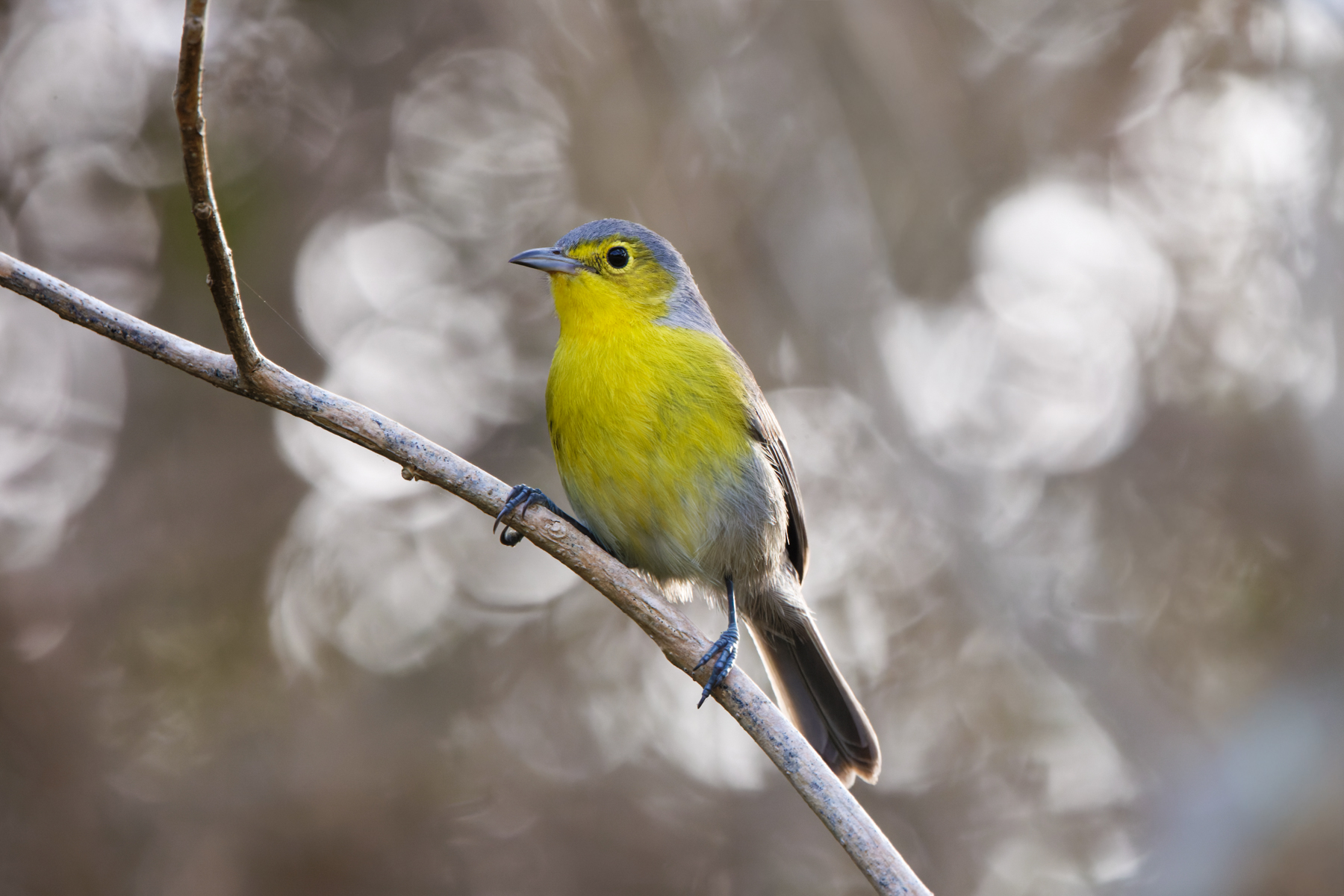 Oriente Warbler (image by Leo Garrigues)