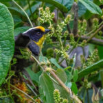 Pale-naped Brushfinch (image by Antonio Cortizo)
