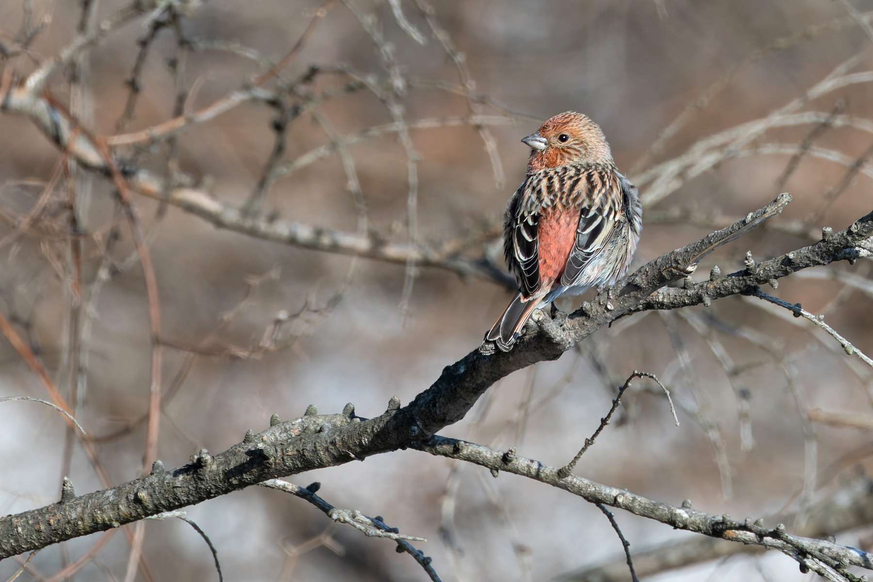 Pallas's Rosefinch (image by Mike Watson)