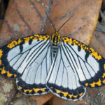 Parabraxas davidi (image by Pete Morris)