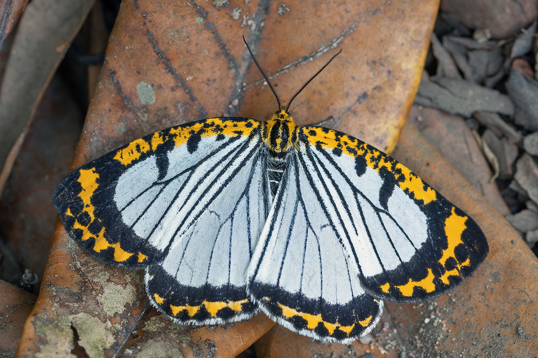Parabraxas davidi (image by Pete Morris)